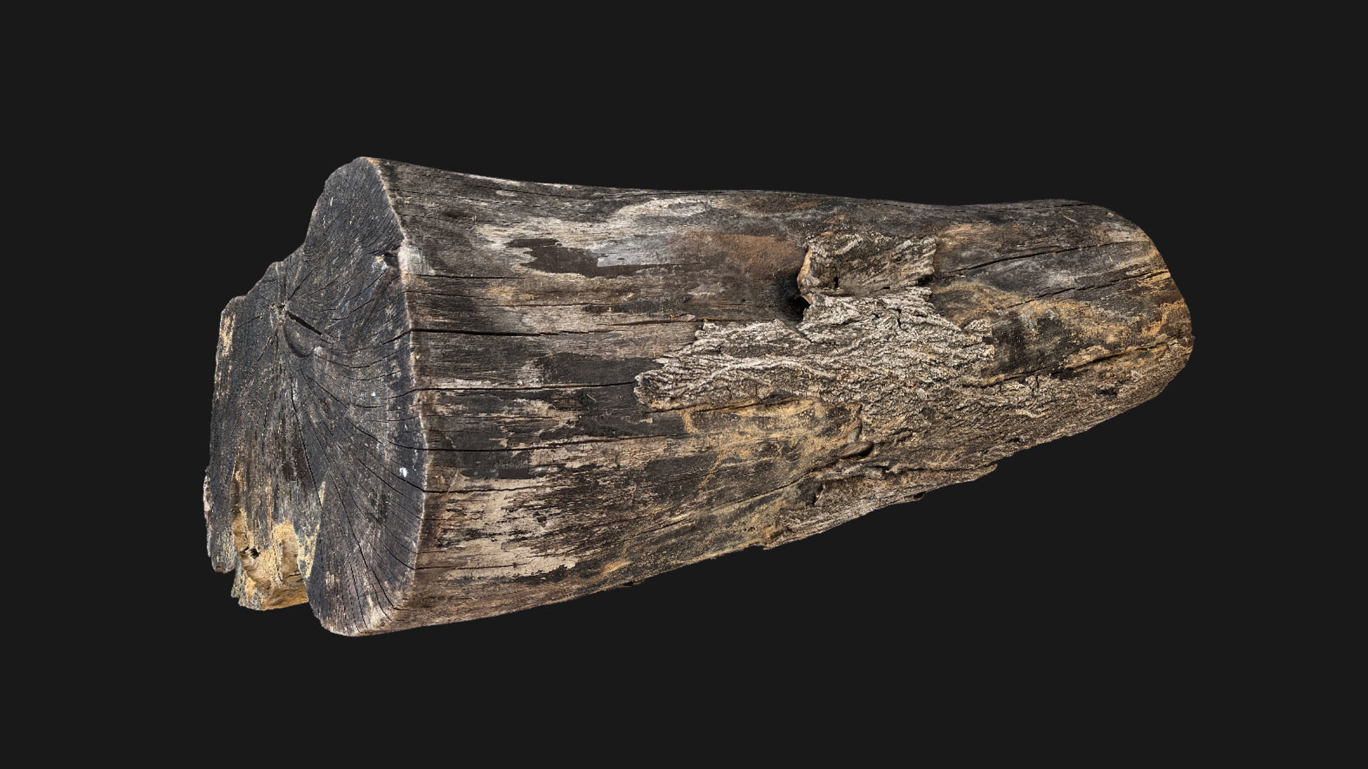 A withered piece of wood 3d scan in highpoly 3D model_26