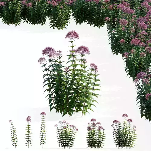 Eutrochium purpureum flower 3D model