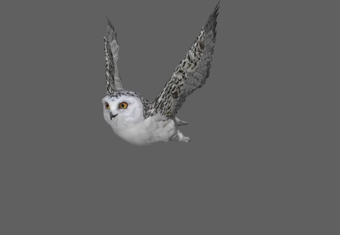 Snowy White Owl Animated Low-poly 3D model_20