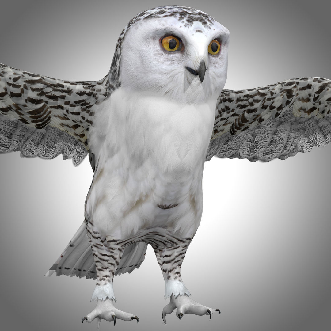 Snowy White Owl Animated Low-poly 3D model_8