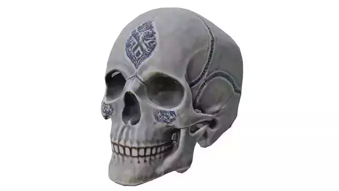 Human skull 3D model