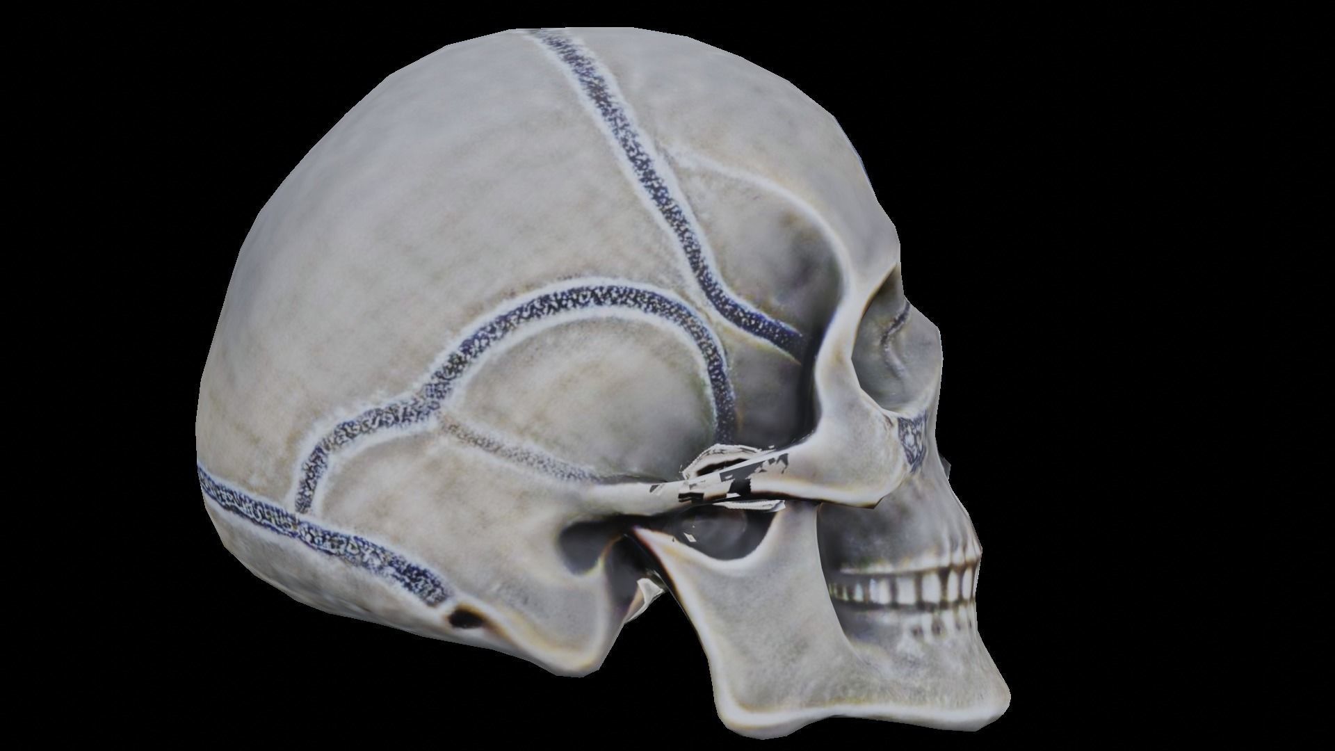 Human skull 3D model_15