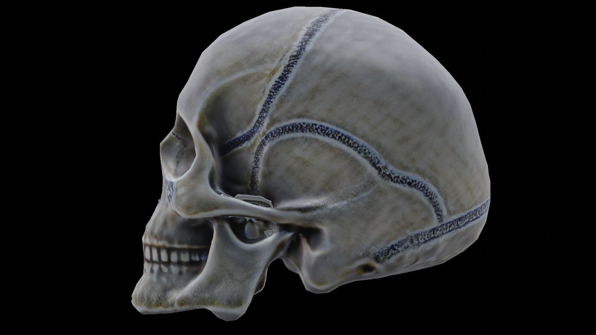 Human skull 3D model_19