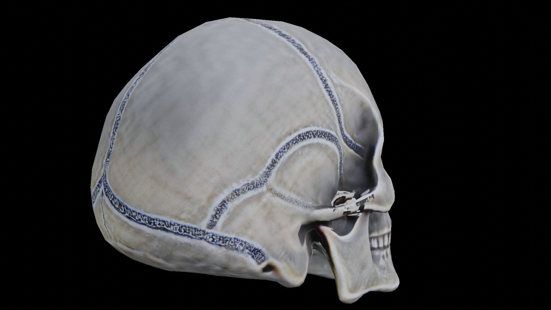 Human skull 3D model_16