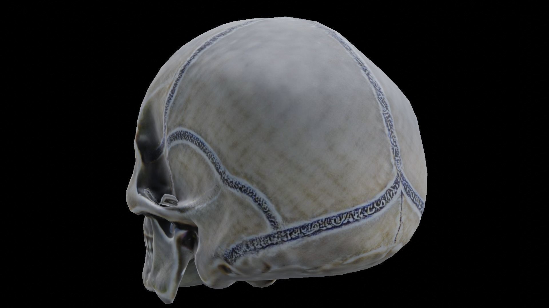 Human skull 3D model_18