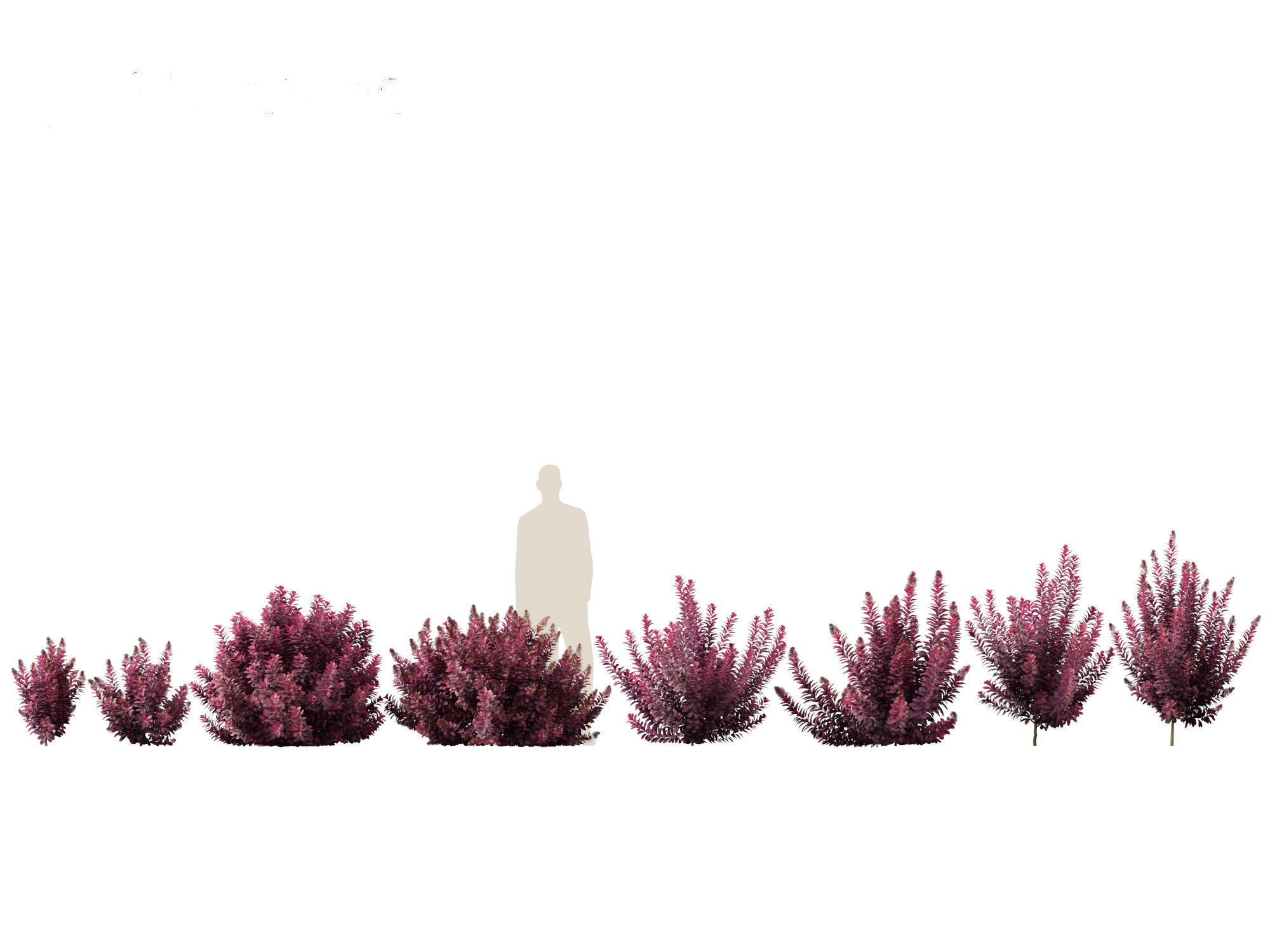 Cotinus coggygria Royal Purple - Common Smoketree Smokebush 3D model_1