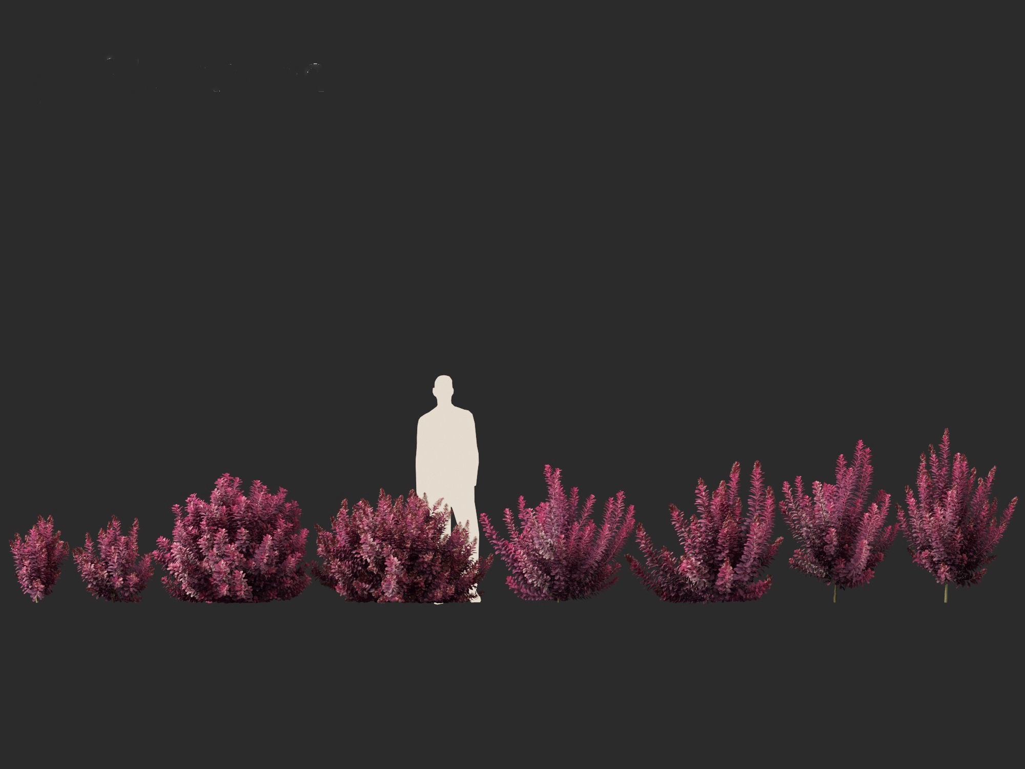 Cotinus coggygria Royal Purple - Common Smoketree Smokebush 3D model_5