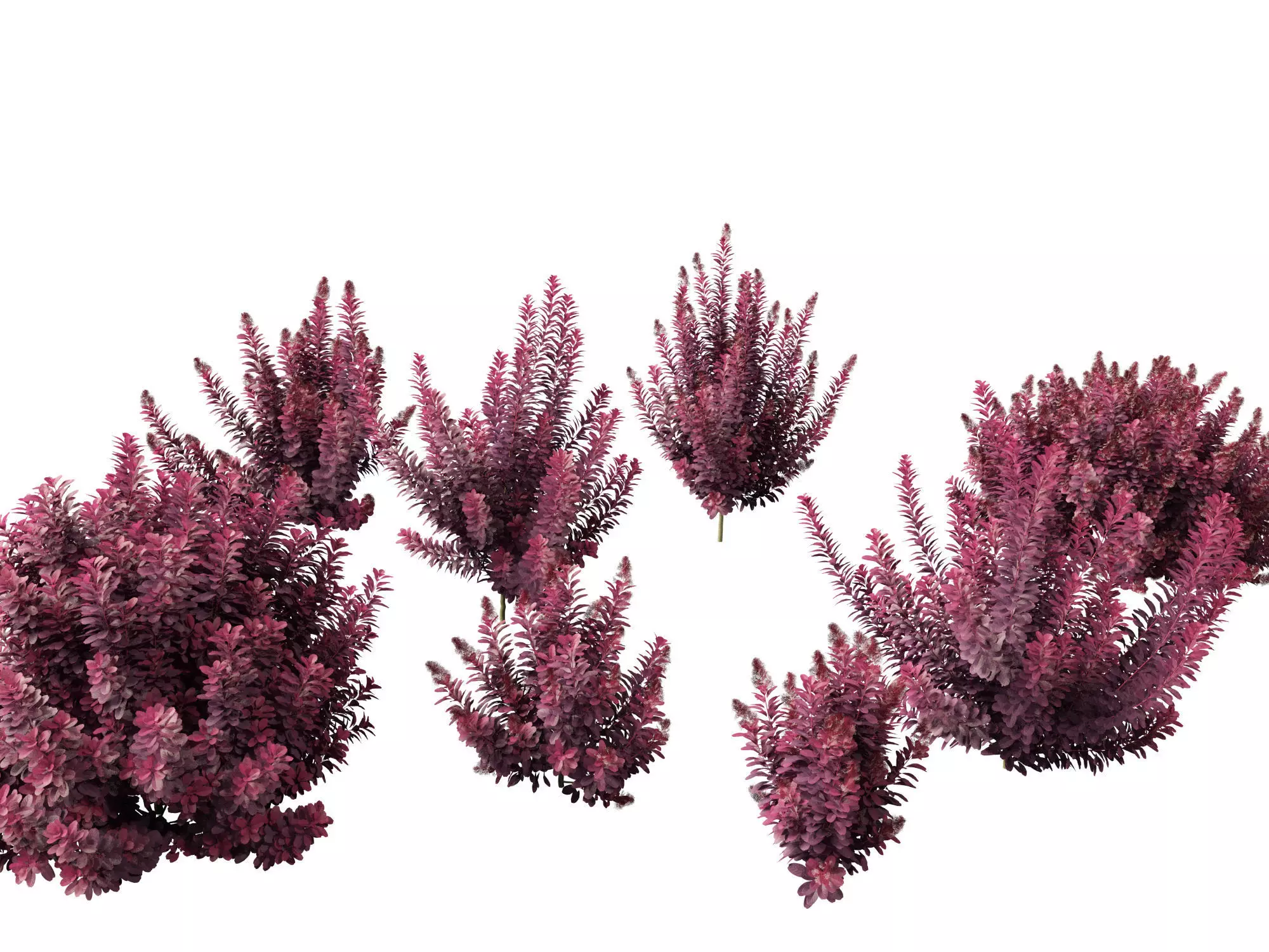 Cotinus coggygria Royal Purple - Common Smoketree Smokebush 3D model_0