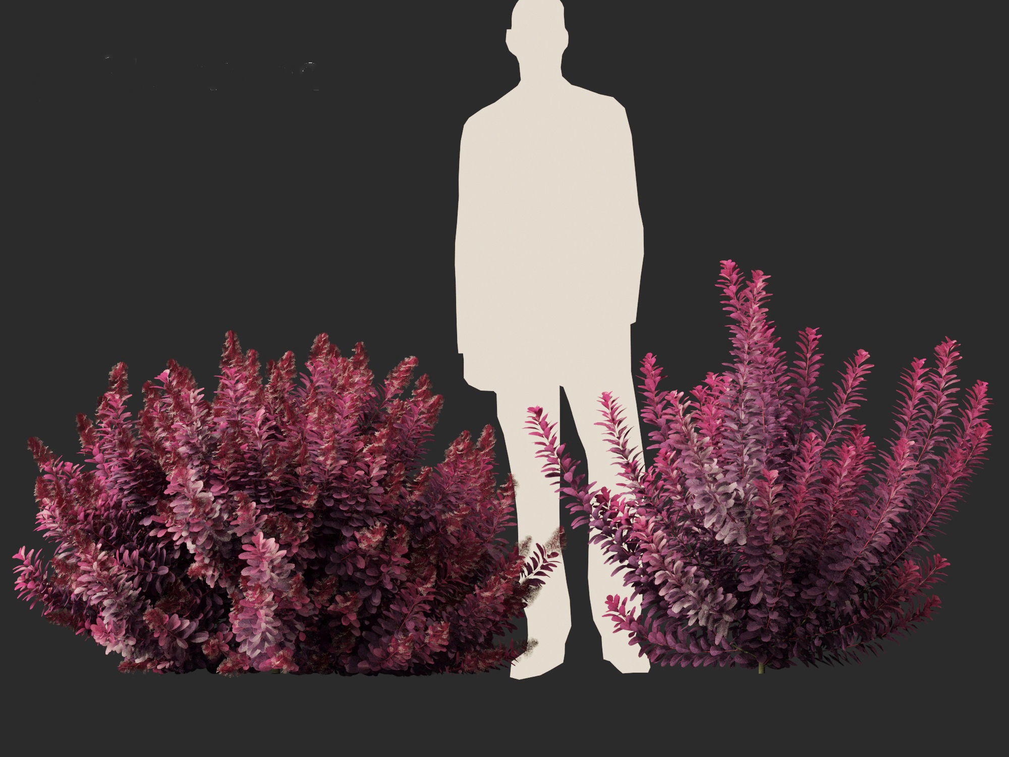 Cotinus coggygria Royal Purple - Common Smoketree Smokebush 3D model_9