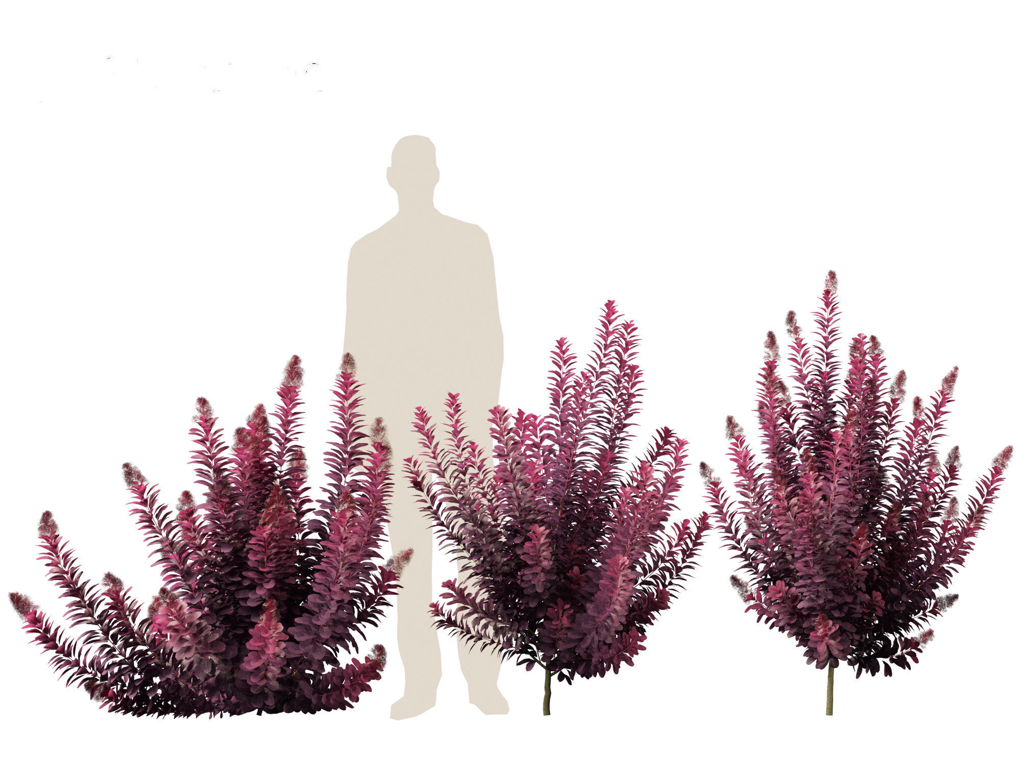 Cotinus coggygria Royal Purple - Common Smoketree Smokebush 3D model_10