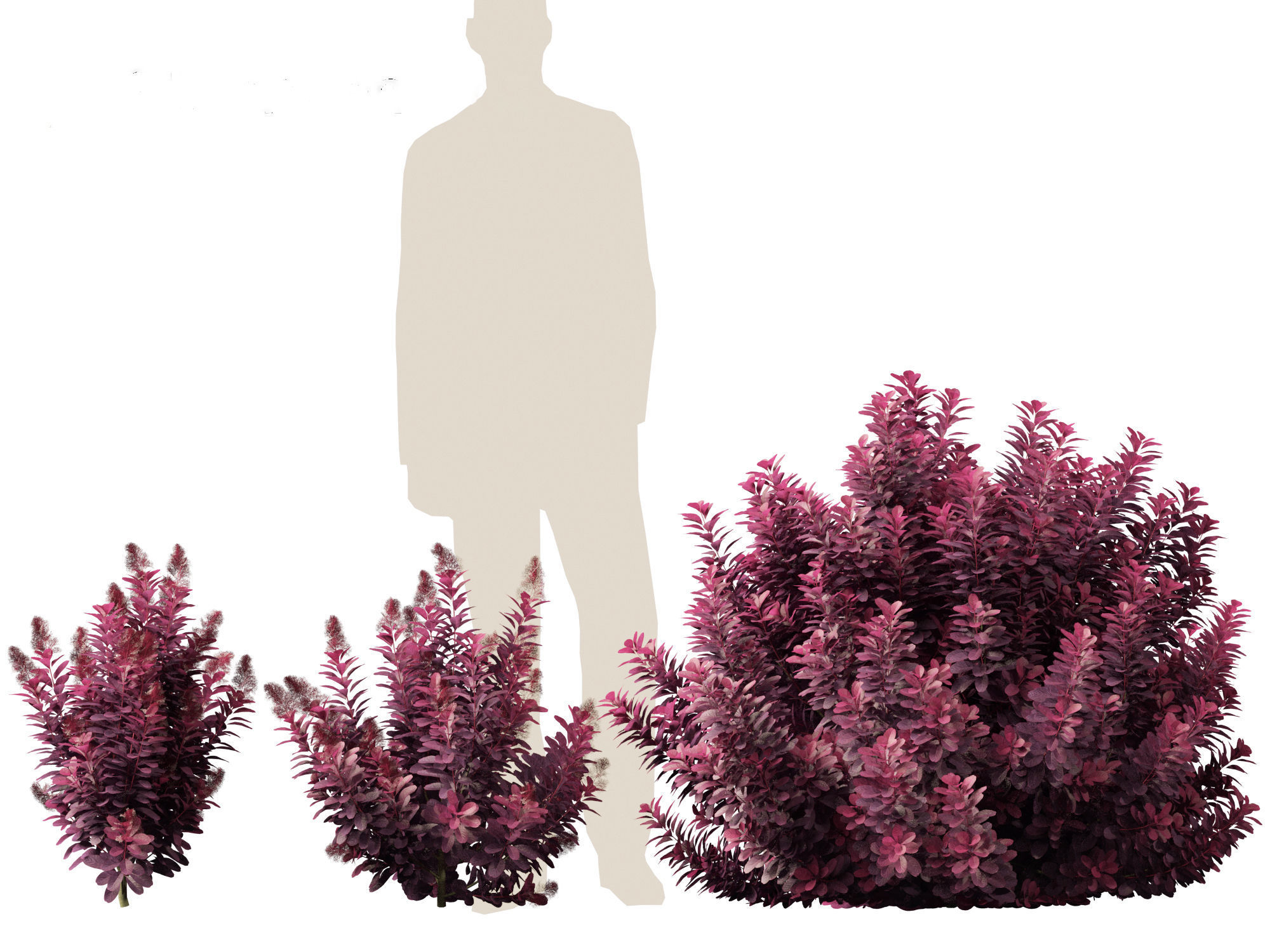 Cotinus coggygria Royal Purple - Common Smoketree Smokebush 3D model_6