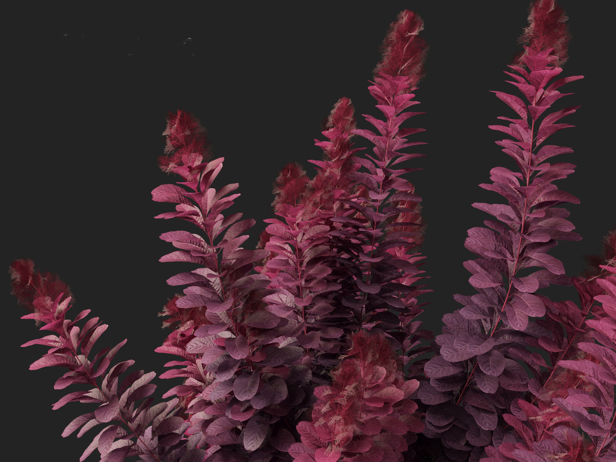 Cotinus coggygria Royal Purple - Common Smoketree Smokebush 3D model_4