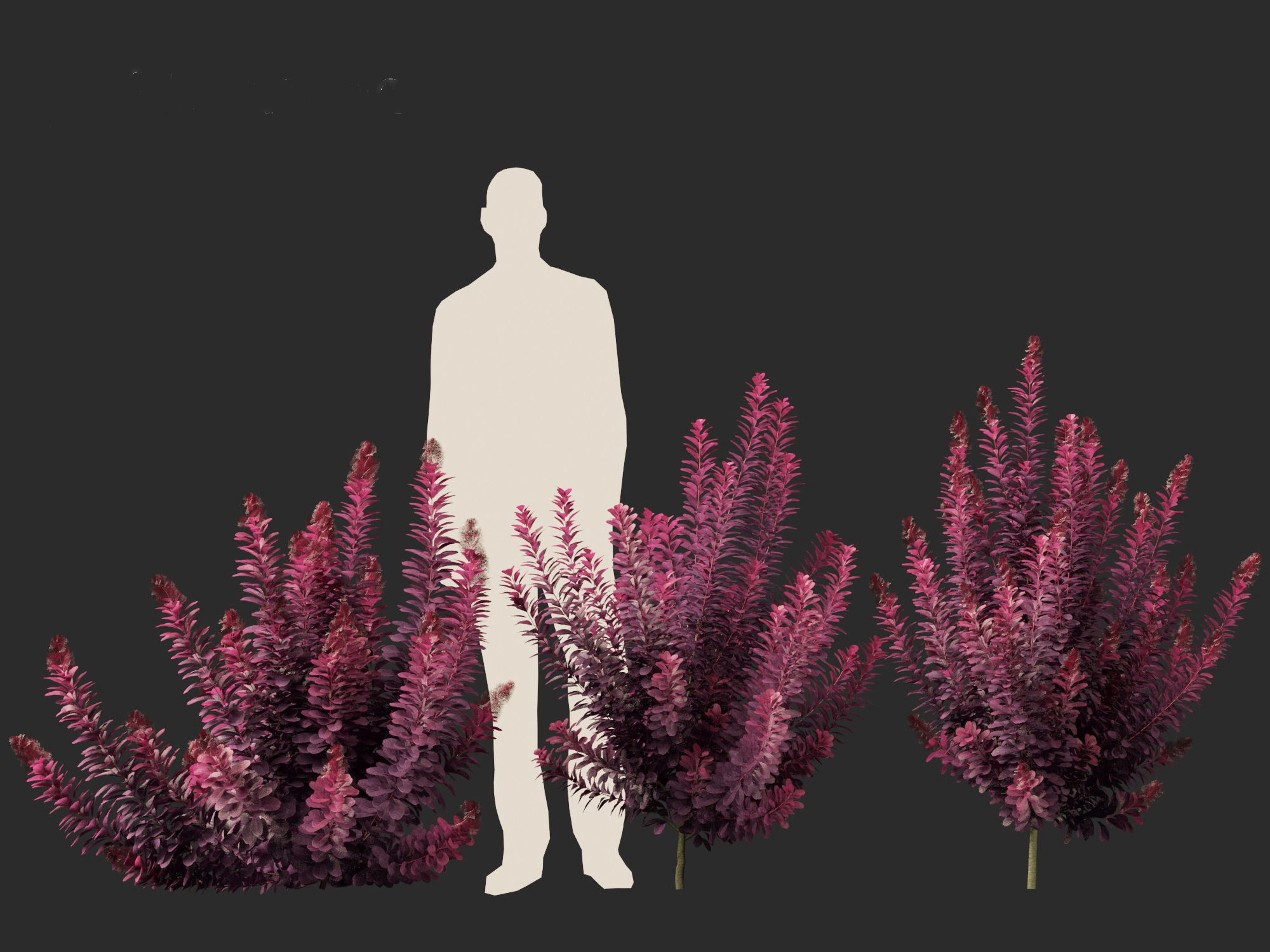 Cotinus coggygria Royal Purple - Common Smoketree Smokebush 3D model_11
