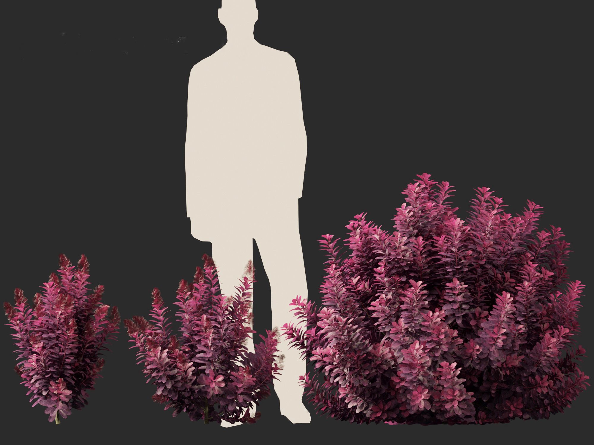 Cotinus coggygria Royal Purple - Common Smoketree Smokebush 3D model_7