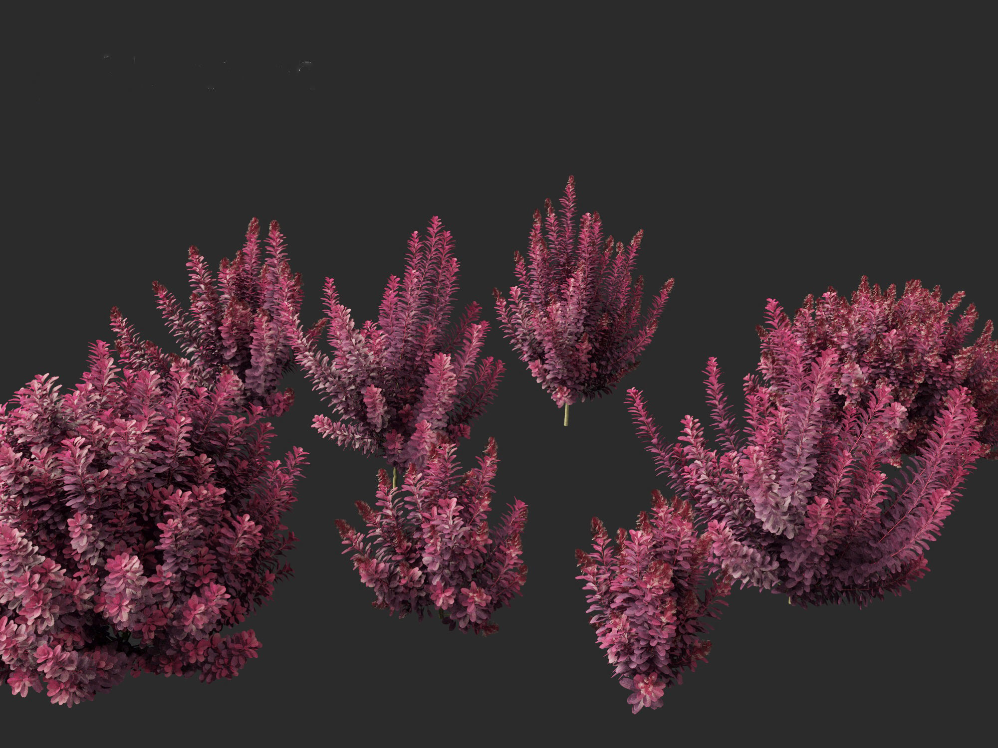 Cotinus coggygria Royal Purple - Common Smoketree Smokebush 3D model_2