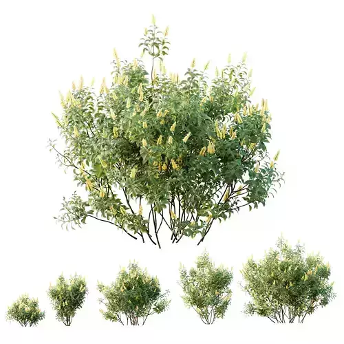 Plants Kapebonavista Pachystachys Lutea Golden Shrimp 3D model