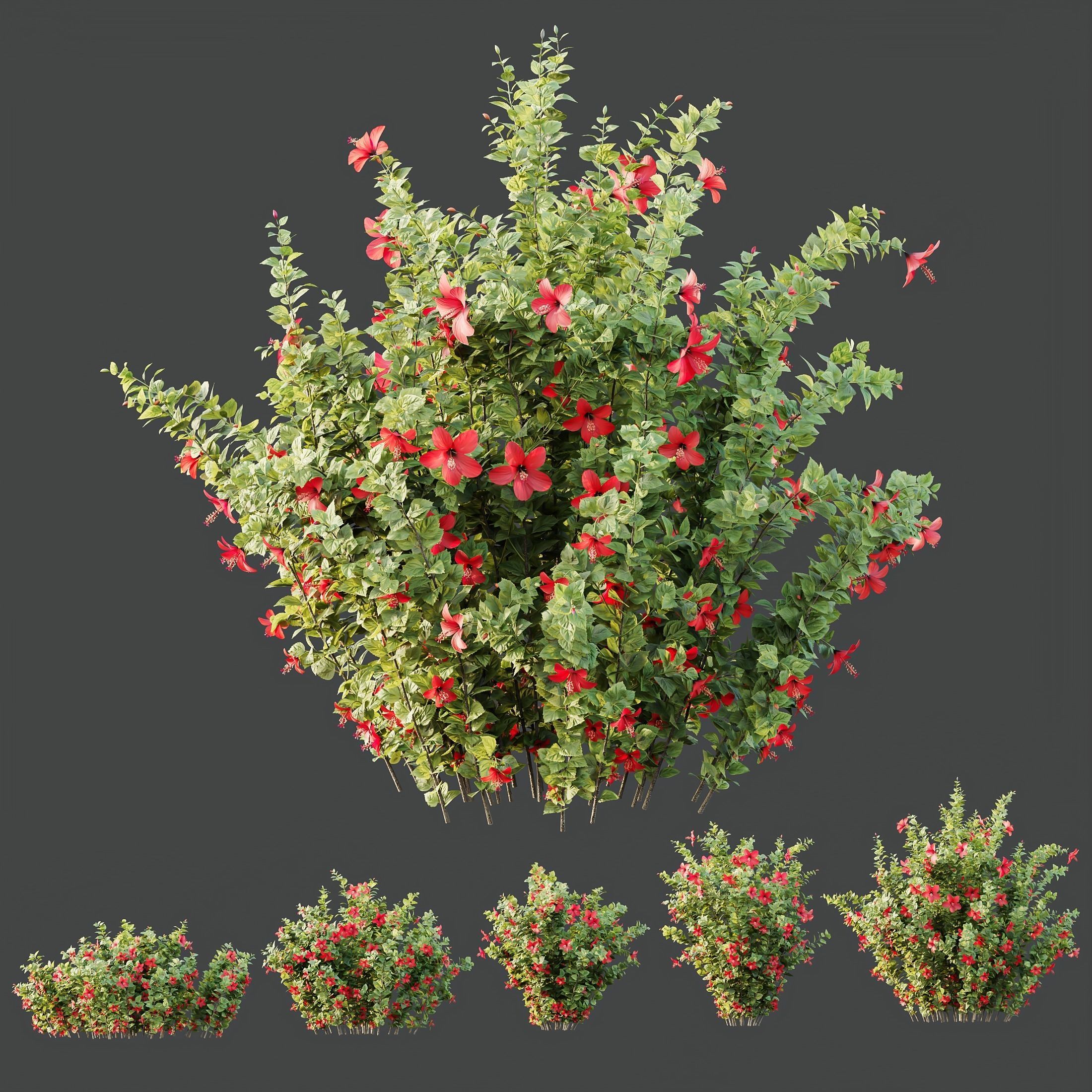 HQ Plants Hibiscus Rosa Sinensis Red Chinese 3D model_3