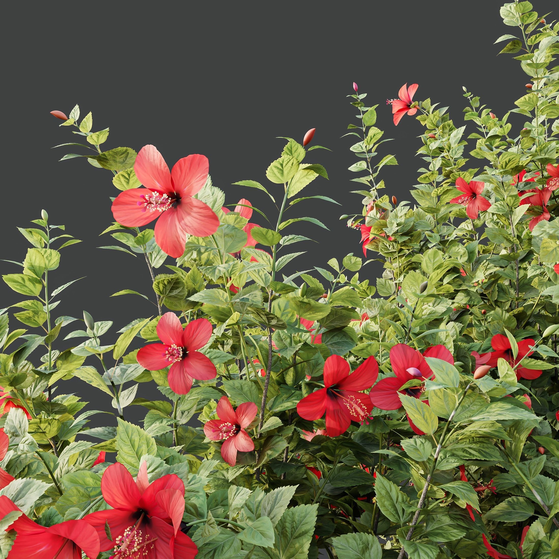 HQ Plants Hibiscus Rosa Sinensis Red Chinese 3D model_2