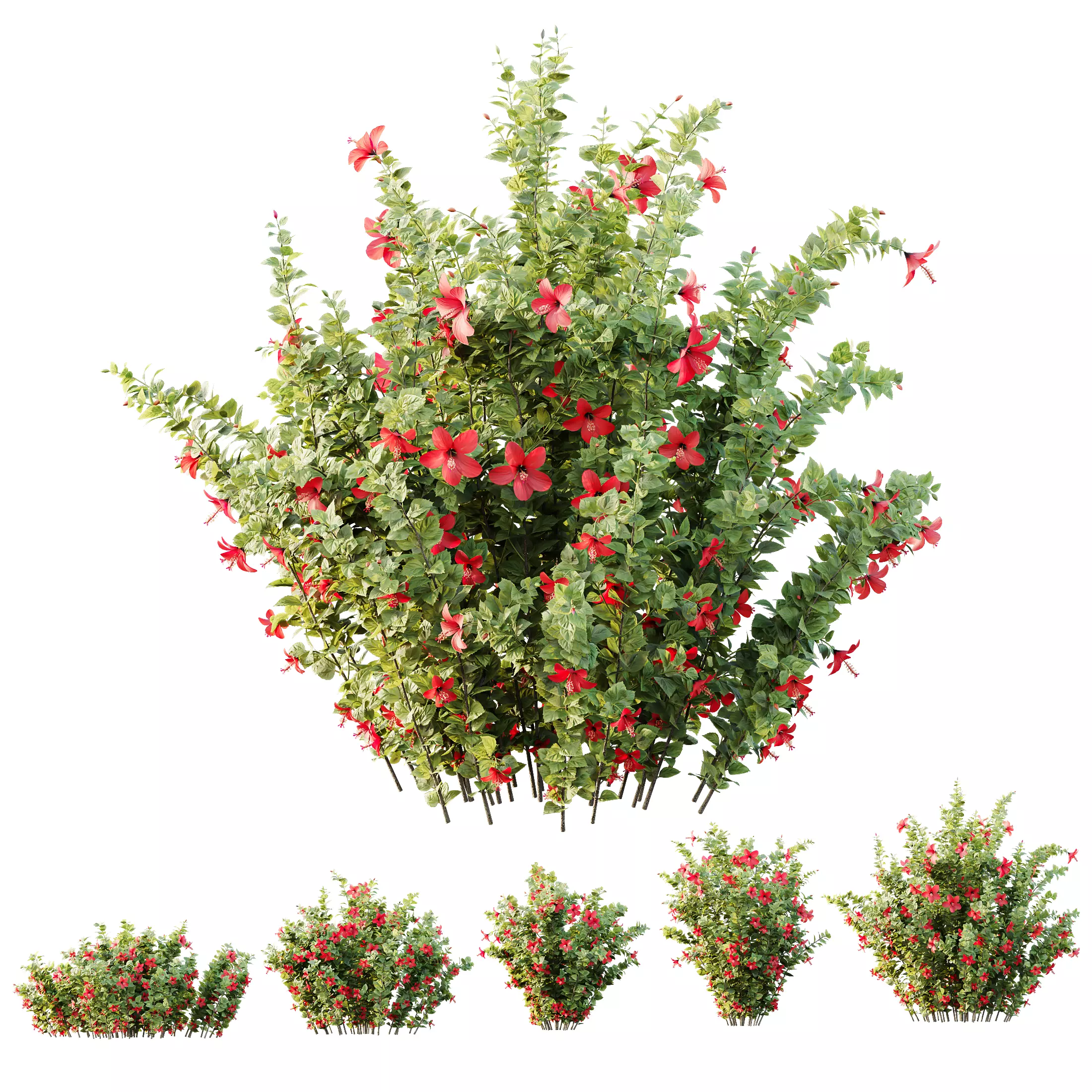 HQ Plants Hibiscus Rosa Sinensis Red Chinese 3D model_0