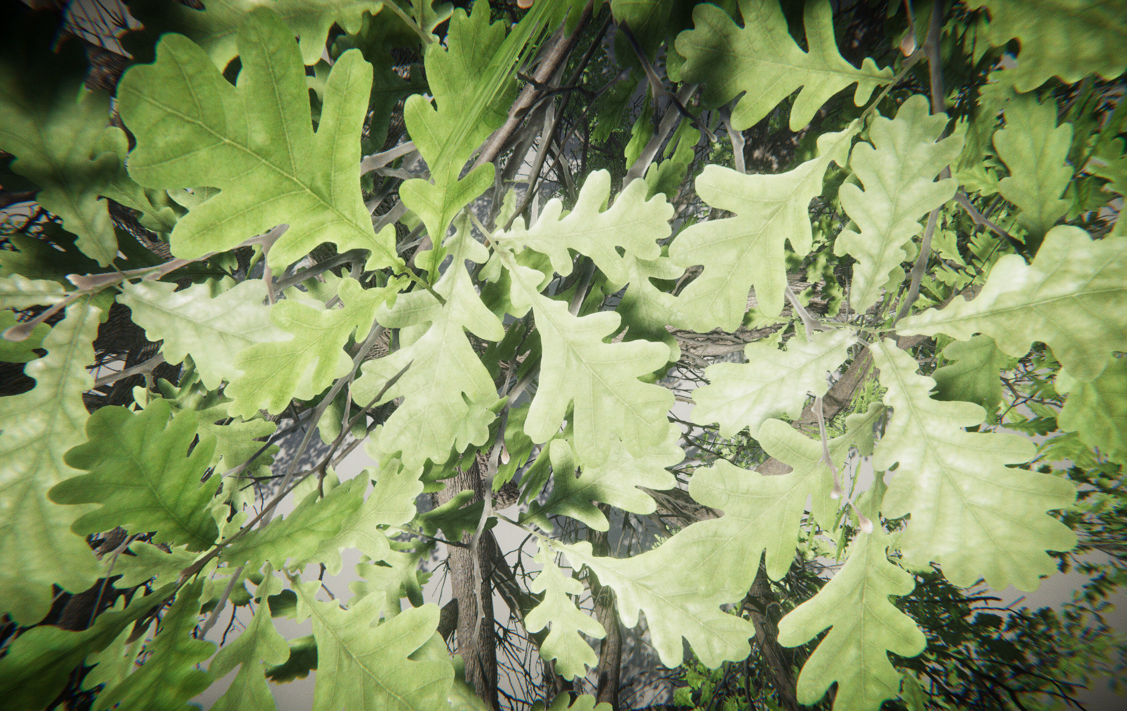 Big Oak Tree Free low-poly 3D model_5