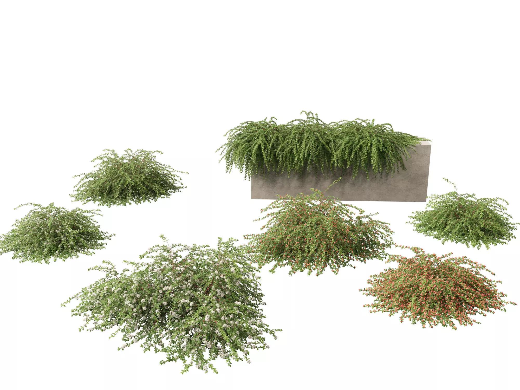 Cotoneaster dammeri Coral Beauty - Bearberry cotoneaster 3D model