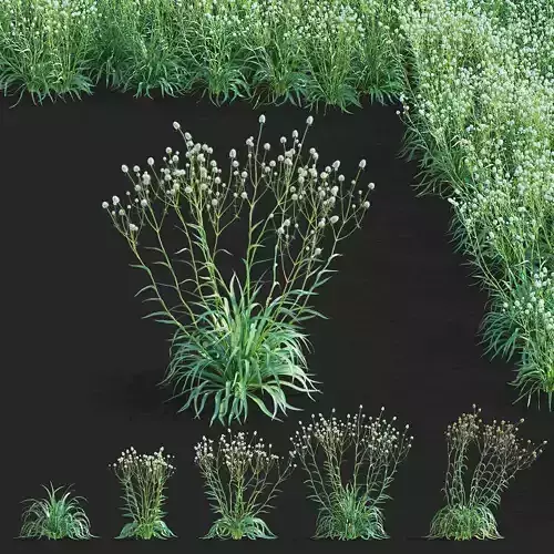 Eryngium yuccifolium flower