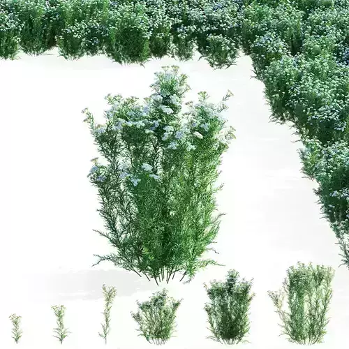 Pycnanthemum tenuifolium flower