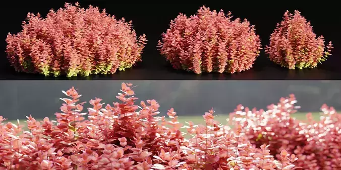 Ottawa barberry bushes collection vol 122-Blender 3D model
