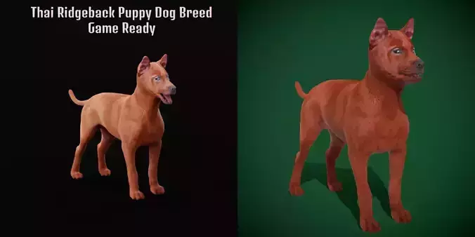 Thai Ridgeback Puppy Dog Breed