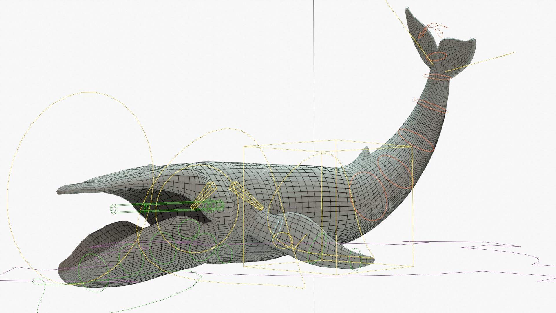 Blue Whale Rigged Basemesh Low-poly 3D model_18