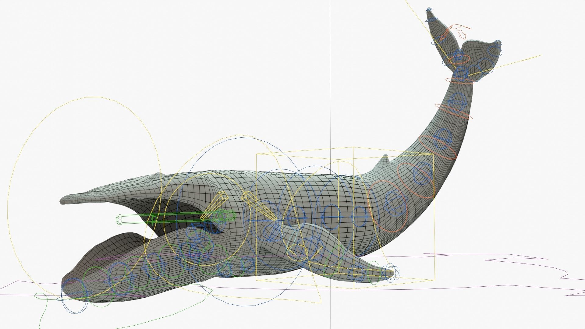 Blue Whale Rigged Basemesh Low-poly 3D model_17