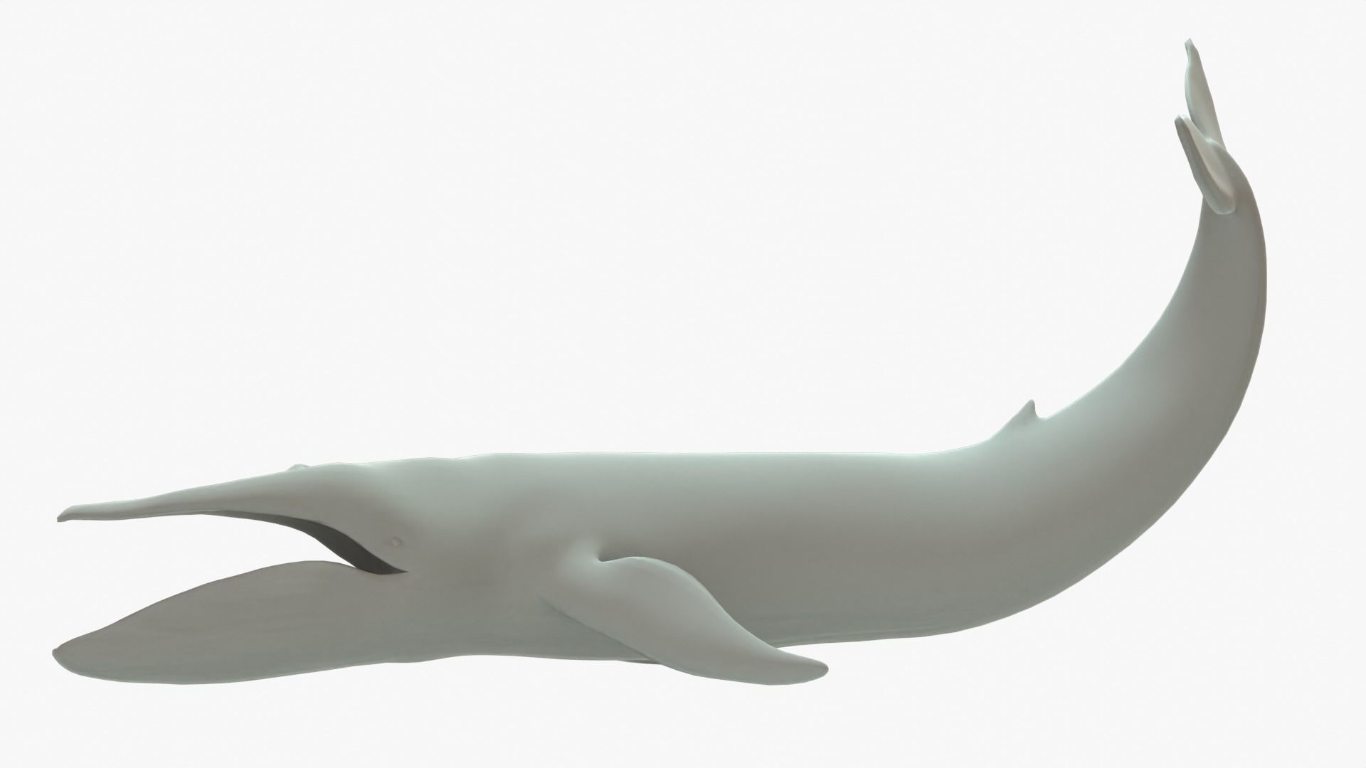 Blue Whale Rigged Basemesh Low-poly 3D model_2