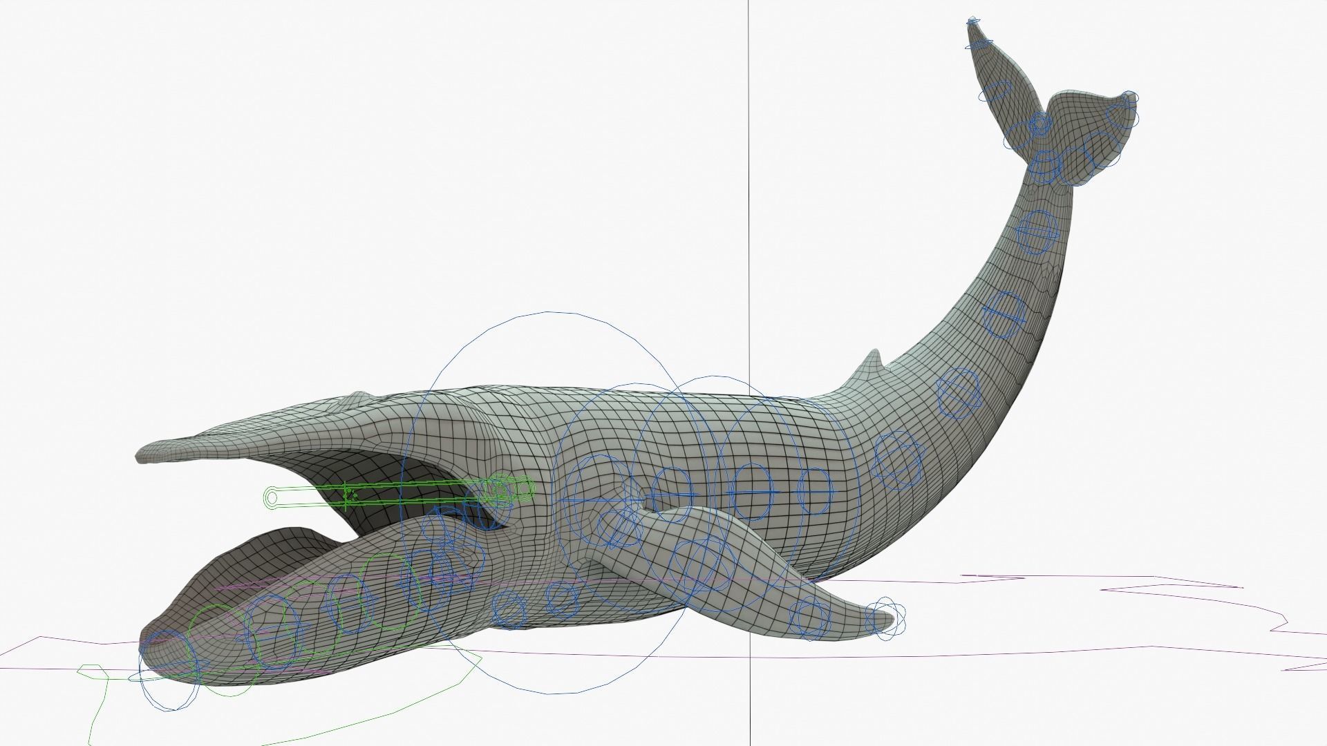 Blue Whale Rigged Basemesh Low-poly 3D model_19