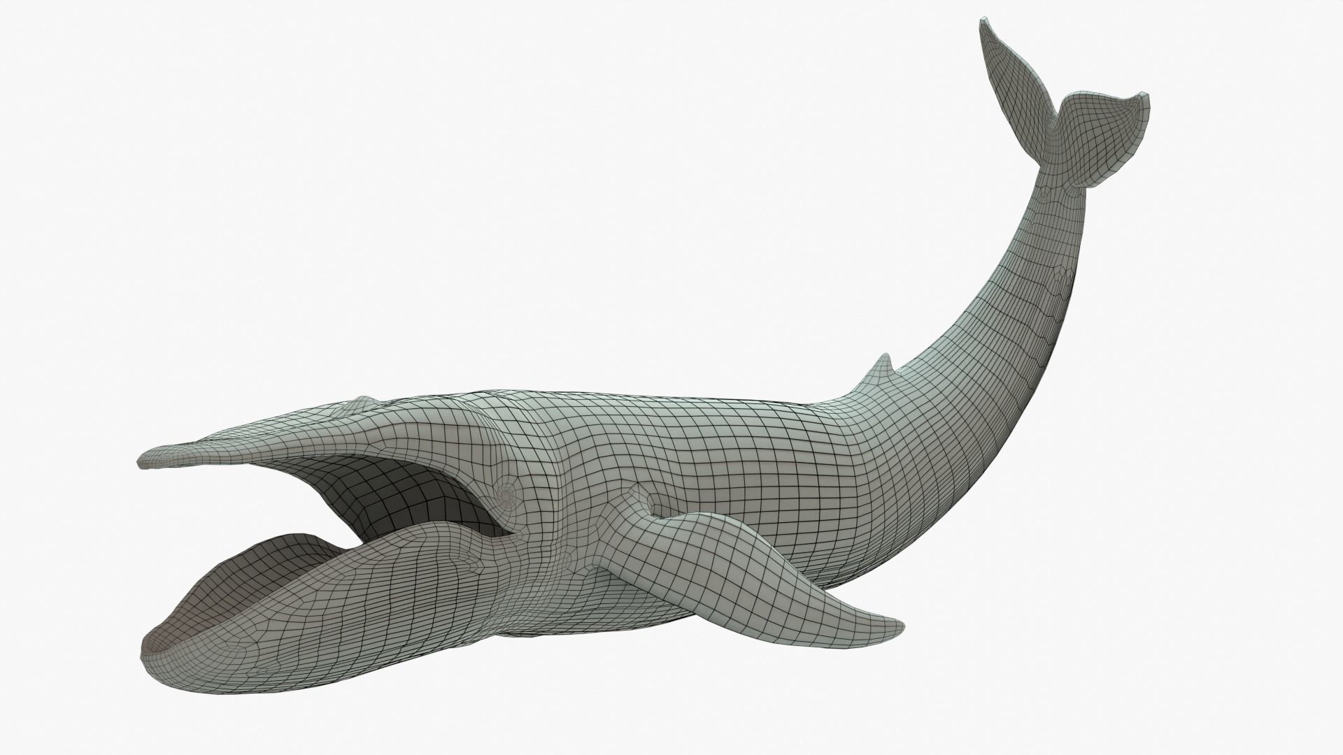 Blue Whale Rigged Basemesh Low-poly 3D model_1