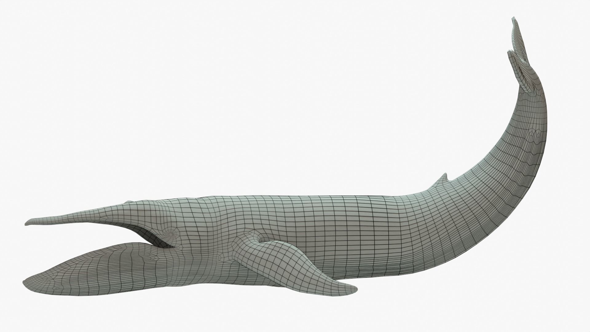 Blue Whale Rigged Basemesh Low-poly 3D model_3