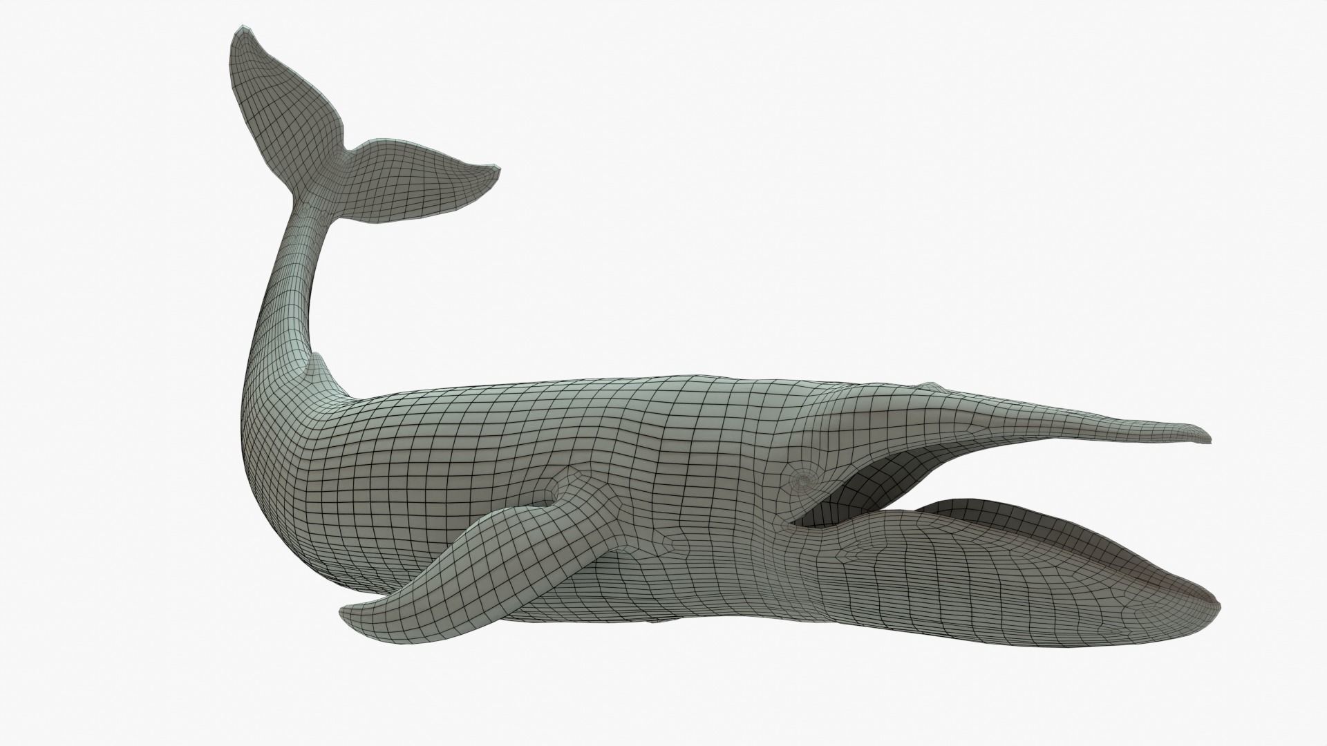 Blue Whale Rigged Basemesh Low-poly 3D model_9