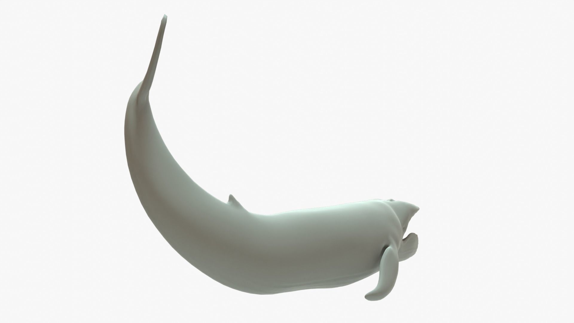 Blue Whale Rigged Basemesh Low-poly 3D model_6