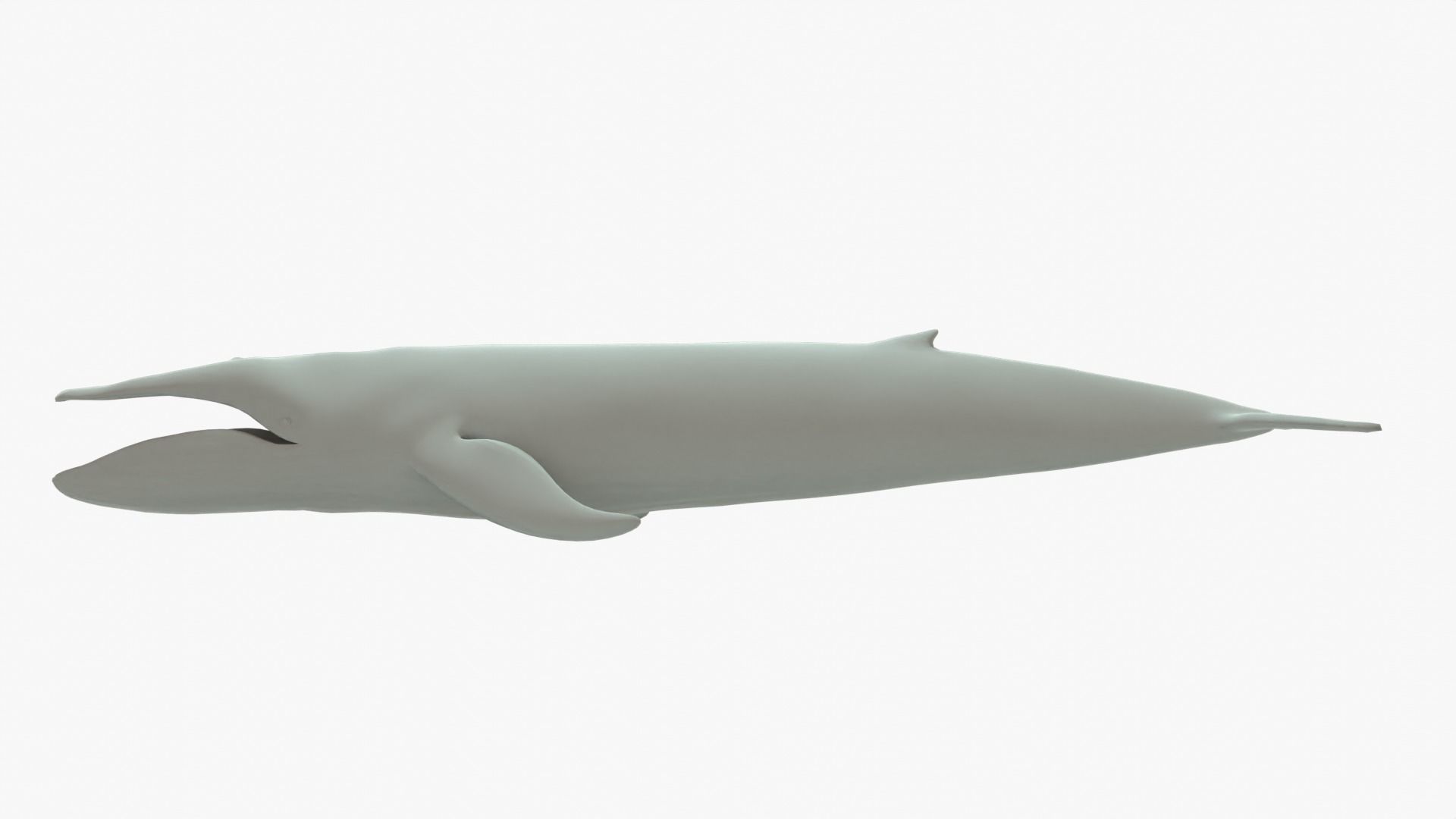 Blue Whale Rigged Basemesh Low-poly 3D model_15