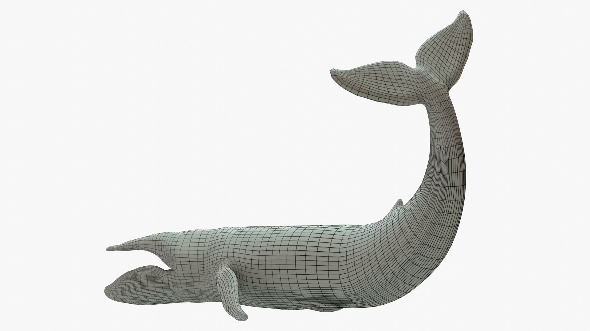 Blue Whale Rigged Basemesh Low-poly 3D model_5