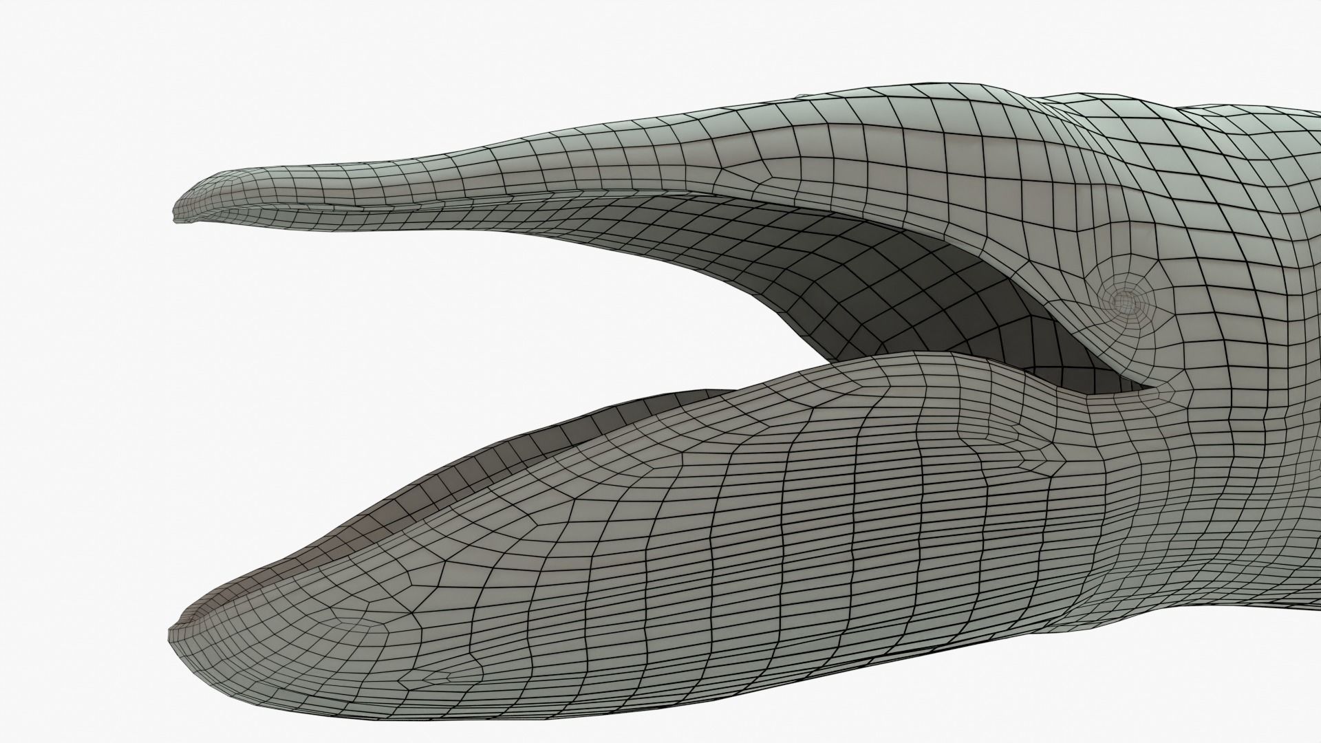Blue Whale Rigged Basemesh Low-poly 3D model_13