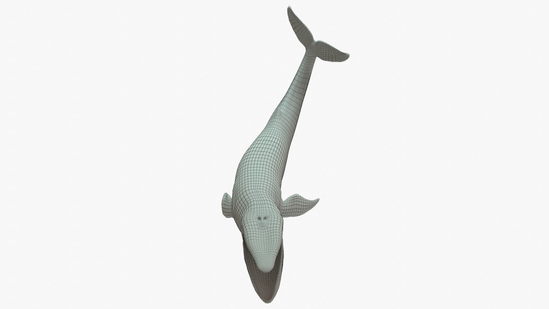Blue Whale Rigged Basemesh Low-poly 3D model_11