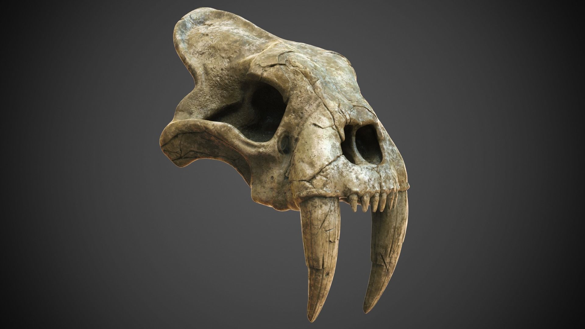 3d Print Skull Sabertooth Cat 3D print model_7