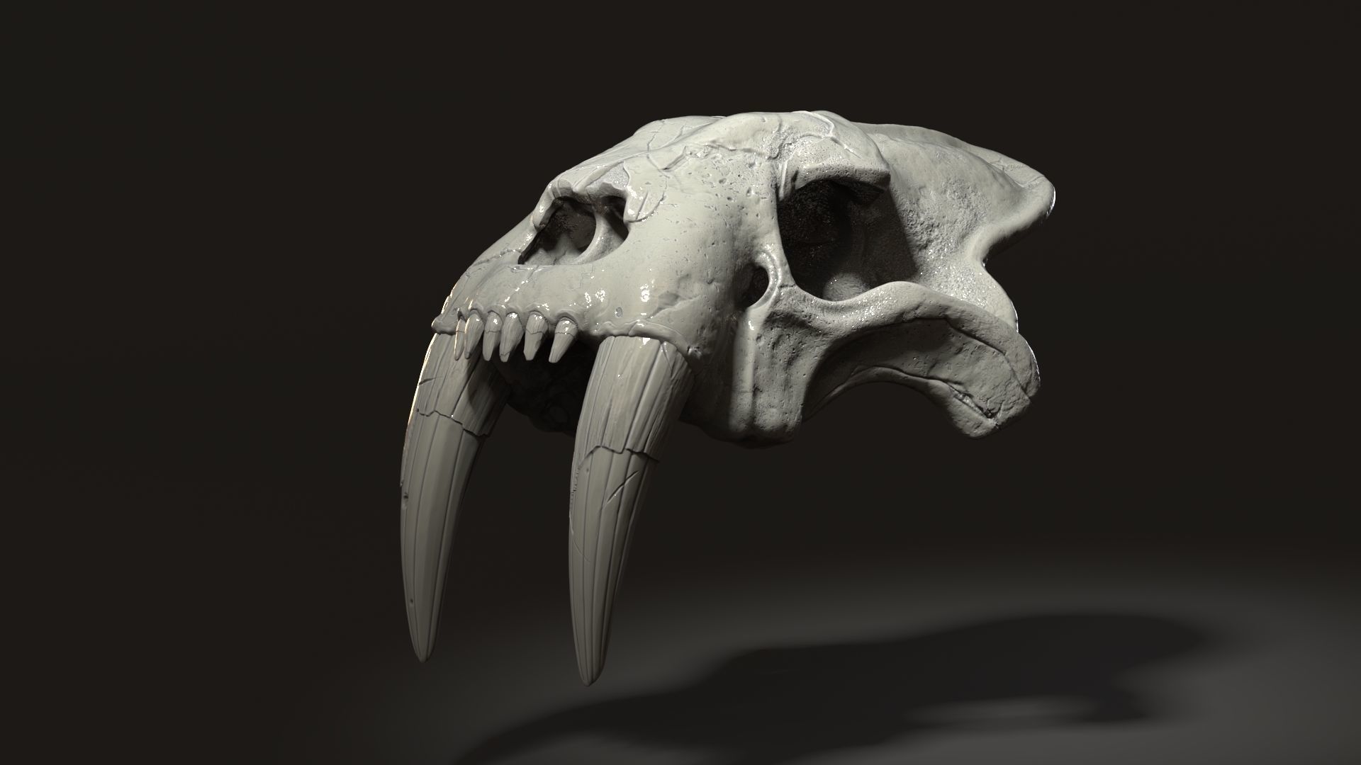 3d Print Skull Sabertooth Cat 3D print model_3