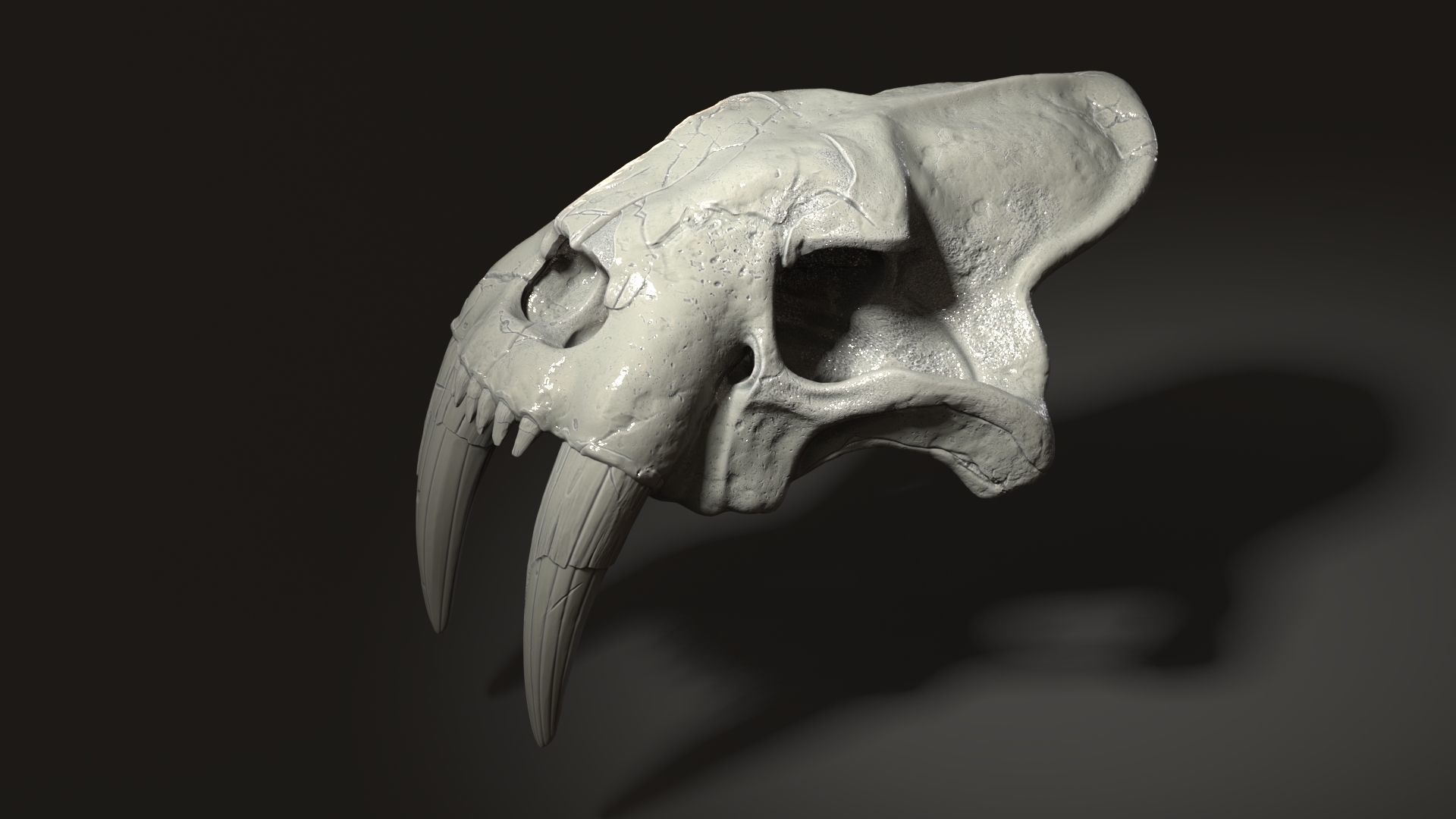 3d Print Skull Sabertooth Cat 3D print model_5