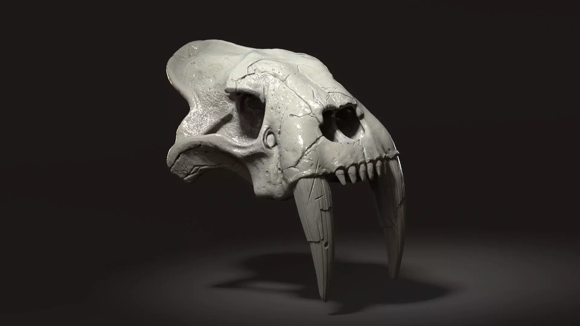 3d Print Skull Sabertooth Cat 3D print model_0