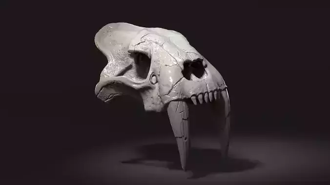 3d Print Skull Sabertooth Cat