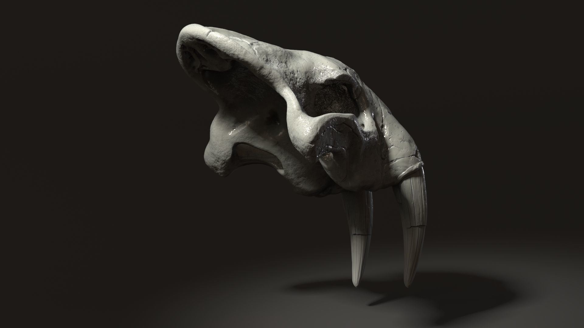 3d Print Skull Sabertooth Cat 3D print model_4