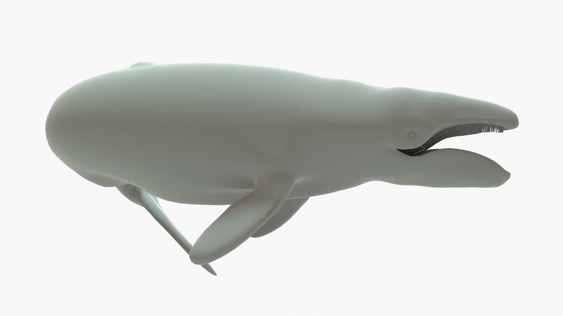 Gray Whale Rigged Basemesh Low-poly 3D model_8