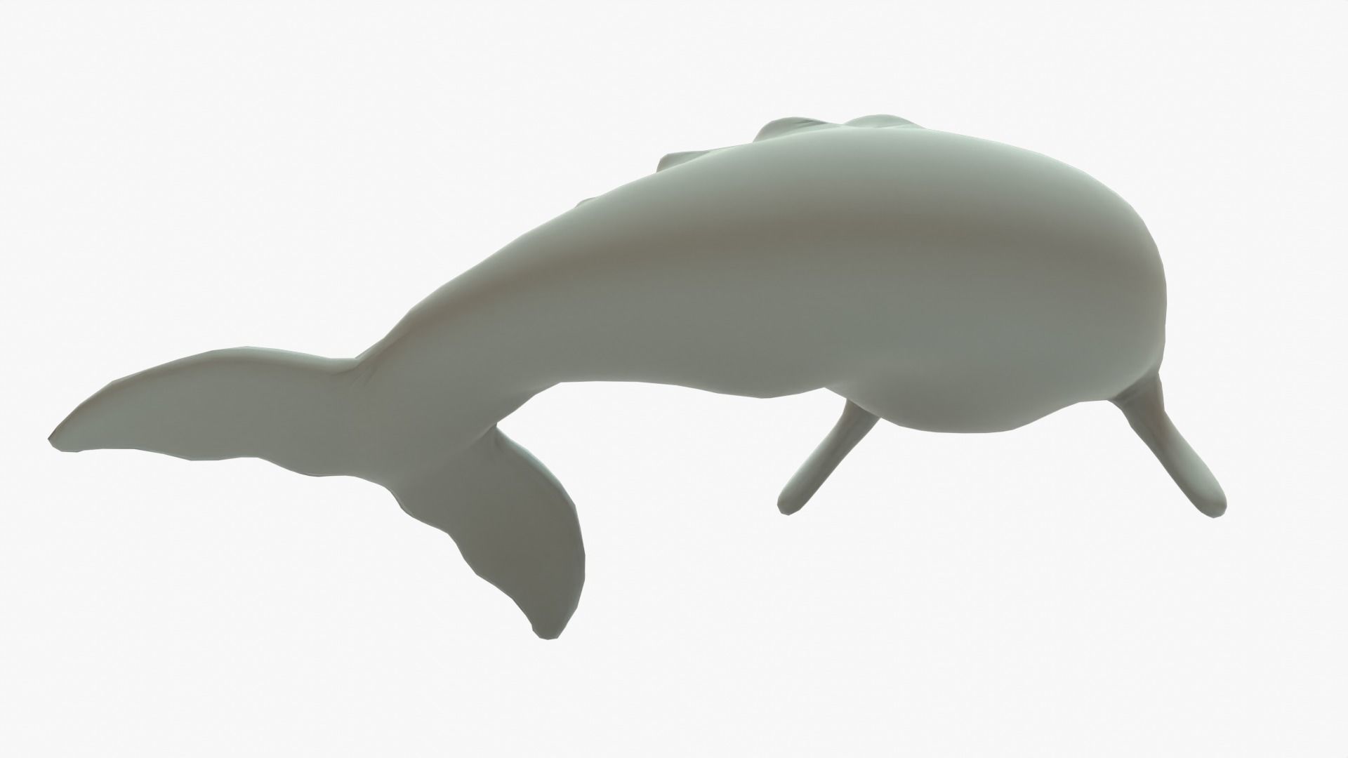 Gray Whale Rigged Basemesh Low-poly 3D model_6
