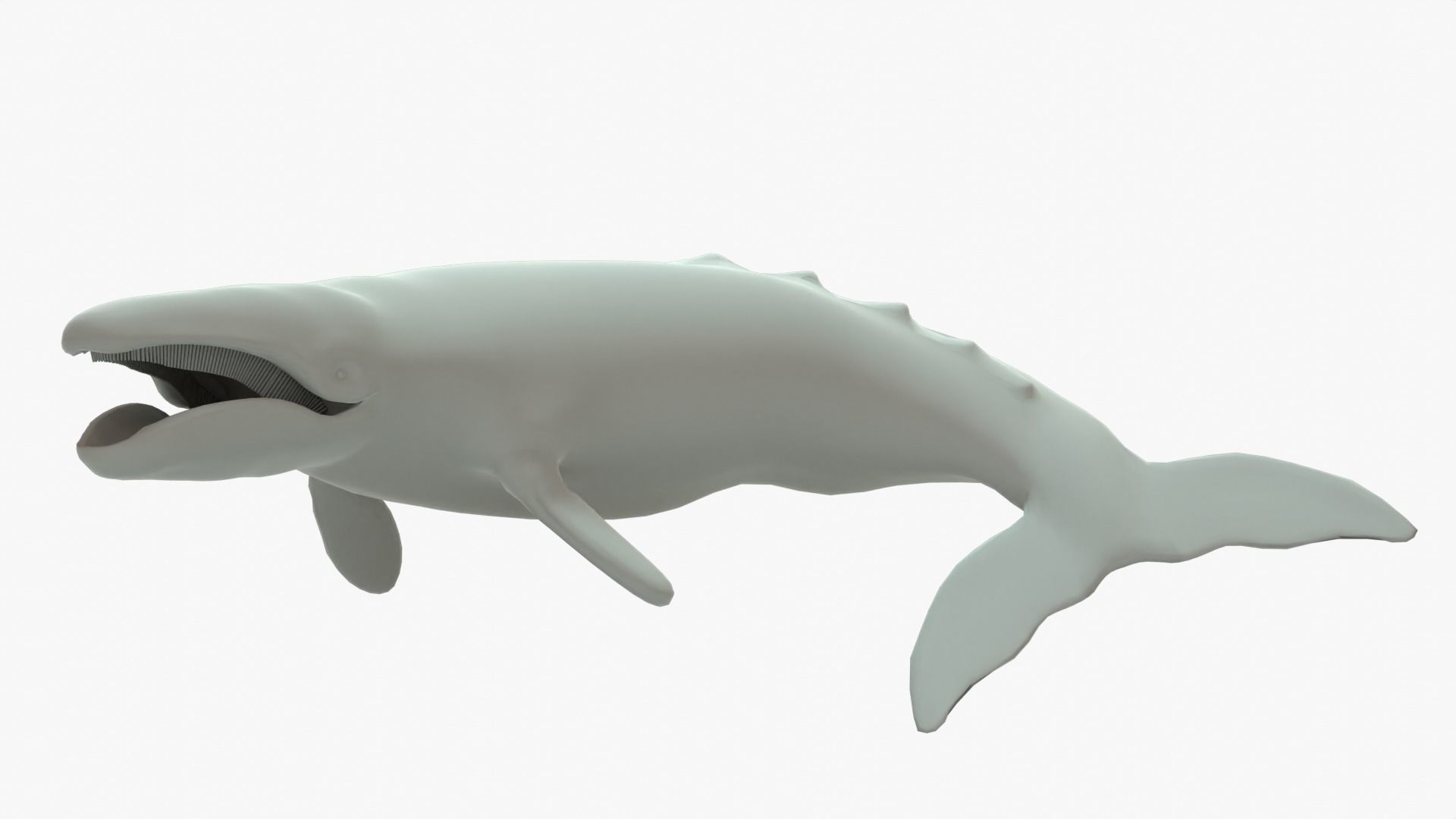Gray Whale Rigged Basemesh Low-poly 3D model_2